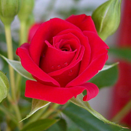 Роза миниатюрная Бэби Баккара