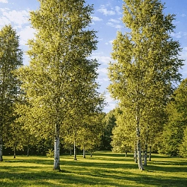 Береза повислая Fastigiata