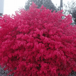 Бересклет крылатый Chicago Fire