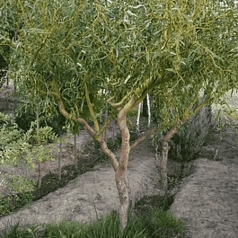 Ива белая Коралл