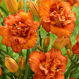 Лилейник Awesome Luck