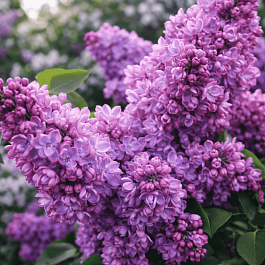 Сирень обыкновенная Русская песня