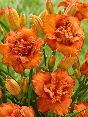 Лилейник Awesome Luck