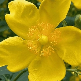 Зверобой Кустарниковый Hidcote