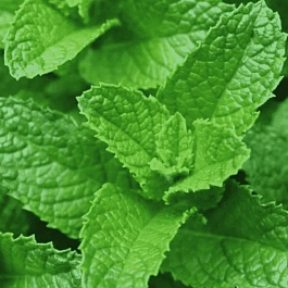 Мята колосистая Casablanca