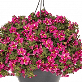 Калибрахоа Aloha Classic Pink Cart Wheel