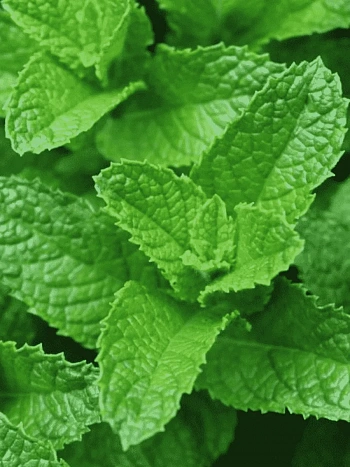 Мята колосистая Casablanca