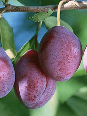 Слива Конфетная