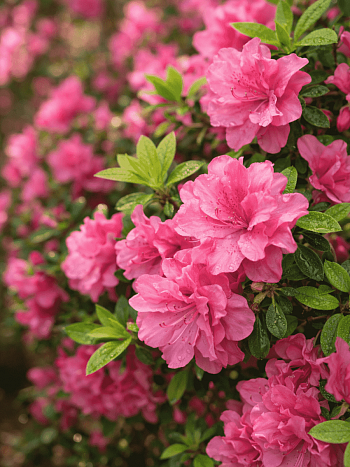 Азалия японская Rosinetta