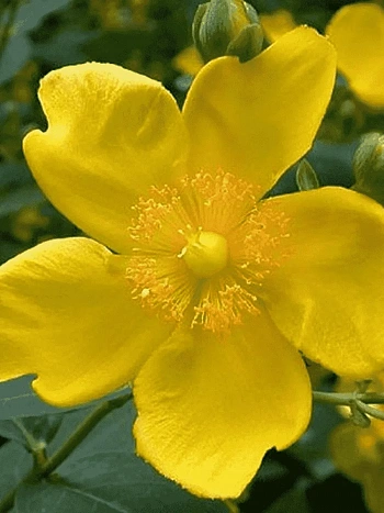 Зверобой Кустарниковый Hidcote