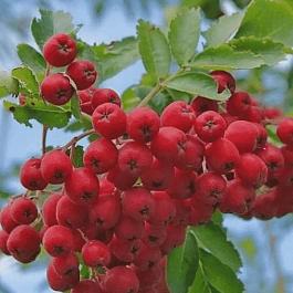 Рябина Сказка