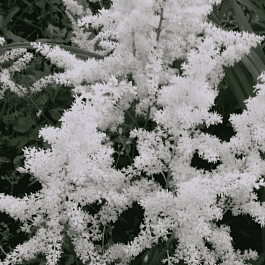 Астильба Арендса Close Harmony