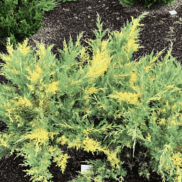 Можжевельник средний Blue and Gold