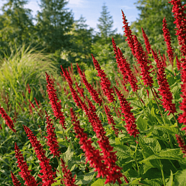 Горец свечевидный Speciosa