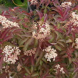 Бузина черная Серенада