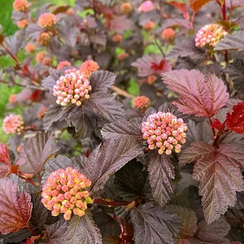 Пузыреплодник калинолистный magical sweet cherry tea