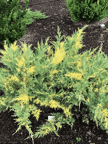 Можжевельник средний Blue and Gold