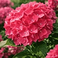 Гортензия Macrophylla red