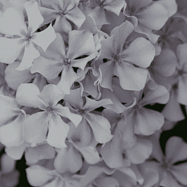 Флокс метельчатый Вологодское Кружево