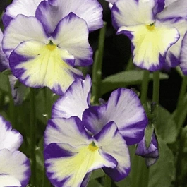 Виола рогатая Rebecca Cawthorne