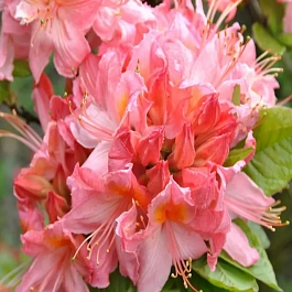 Азалия Pink Delight