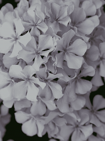 Флокс метельчатый Вологодское Кружево