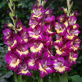 Гладиолус крупноцветковый Сишор