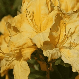 Азалия Windsor Sunbeam