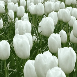 Тюльпан триумф Royal Virgin