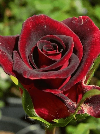 Роза чайно-гибридная Black Magic