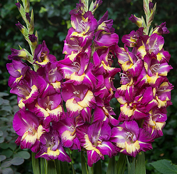 Гладиолус крупноцветковый Сишор