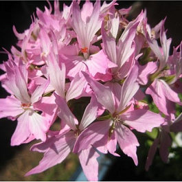 Пеларгония зональная Квантум Лайт Пинк