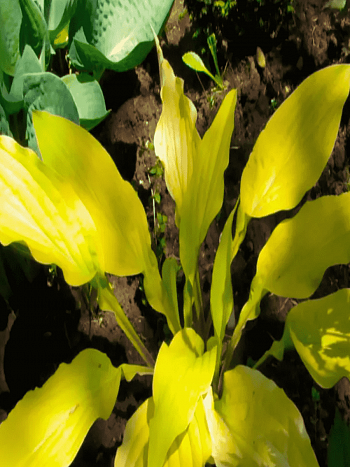 Хоста Lipstick Kiss