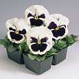 Виола крупноцветковая Инспайер Плюс Вайт Блотч Виола крупноцветковая Инспайер Плюс Вайт Блотч