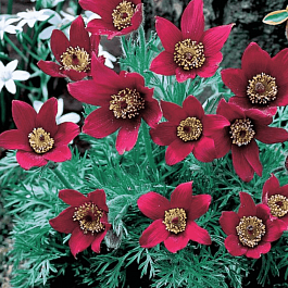 Прострел обыкновенный Rubra