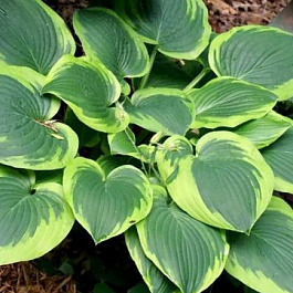 Хоста гибридная Абиква Мунбим НАБОР 2ШТ (1+1)
