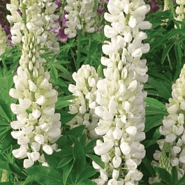 Люпин многолистный Legendary White Shades