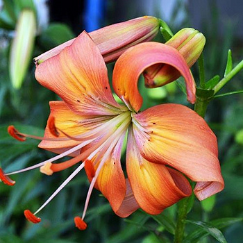 Лилия азиатская Сэлмон Флейвор