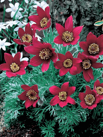 Прострел обыкновенный Rubra