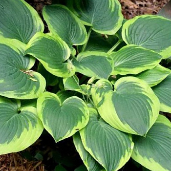 Хоста гибридная Абиква Мунбим НАБОР 2ШТ (1+1)