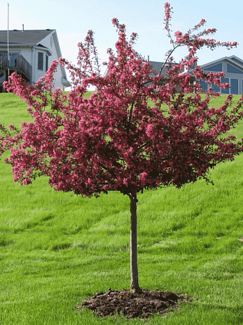 Яблоня декоративная Прайри Файр (кустовая форма