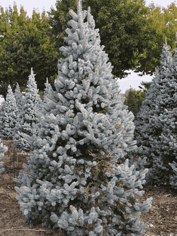 Ель колючая Hoopsii