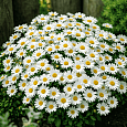 Астра альпийская White