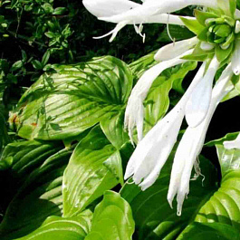 Хоста Venus