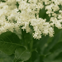 Бузина черная  Obelisk