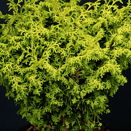 Кипарисовик тупой Melody