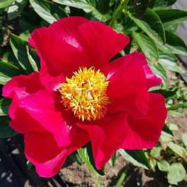 Пион травянистый Америка