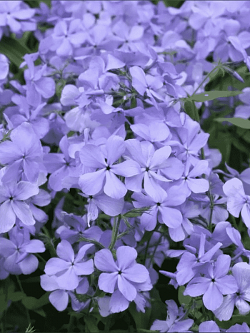 Флокс растопыренный Blue Moon