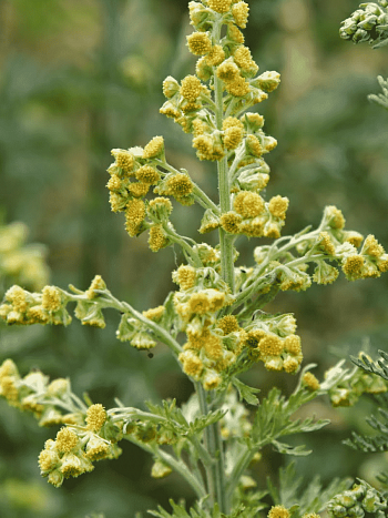 Полынь горькая