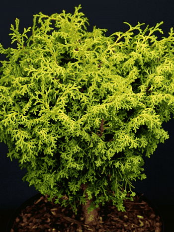 Кипарисовик тупой Melody